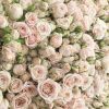 101 кустовая роза Полина 70+ см