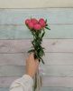 7 Пионов розовых Корал Шарм
