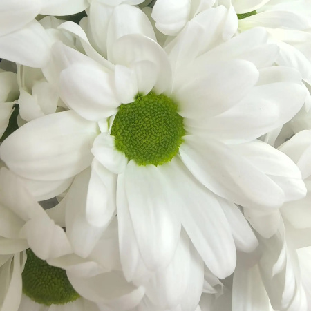 35 Хризантема кустовая ромашка белая