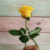 Роза Ол Райт