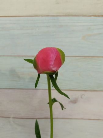 Пион розовый Корал Шарм