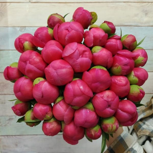 35 Пионов розовых Корал Шарм