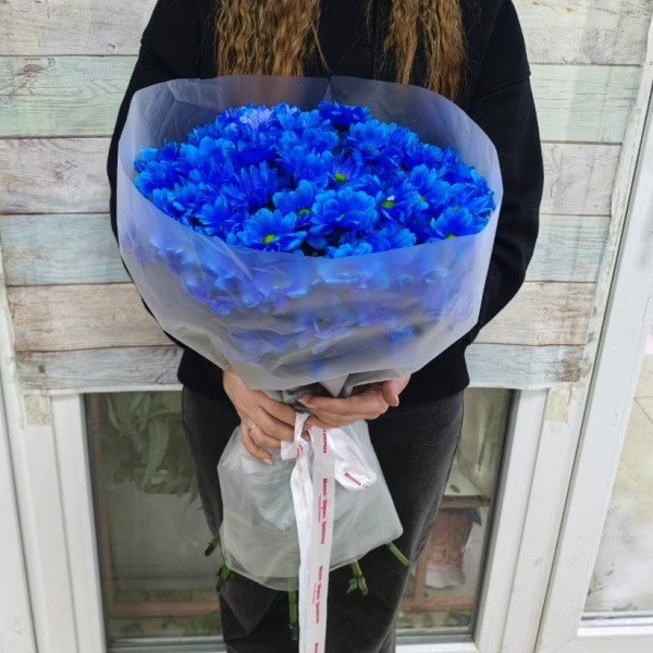 11 кустовой хризантемы Синяя